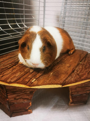 Adopter Noël