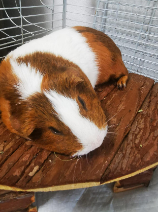 Adopter Noël