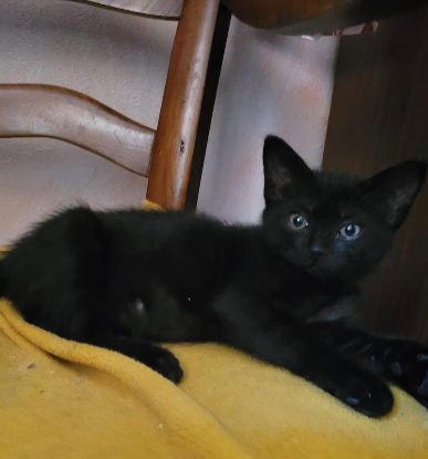 Adopter Nox