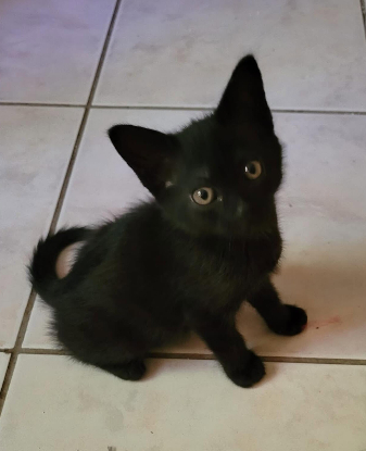Adopter Nox
