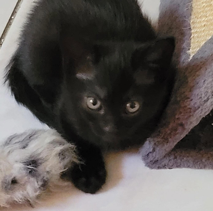 Adoption Nox