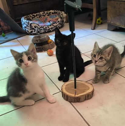 Adoption Nox
