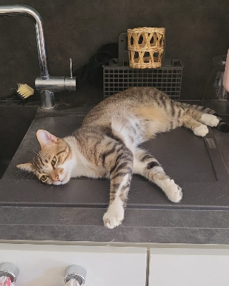 Adopter Ticoeur