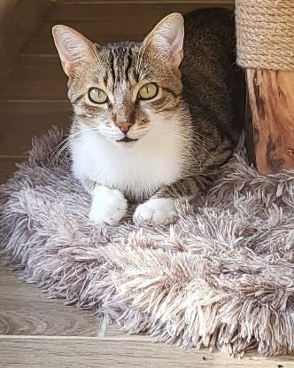 Adoption Ticoeur