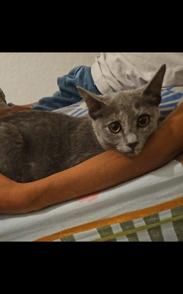 Adopter Yara