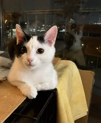 Adopter Saba