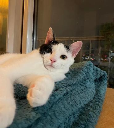 Adopter Saba