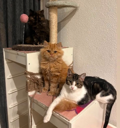 Adopter Ares et noa