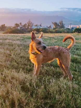 Adopter Foxy