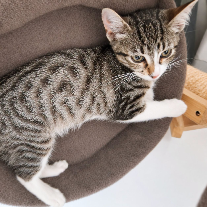 Adoption Stiky