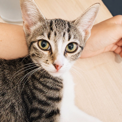 Adopter Stiky