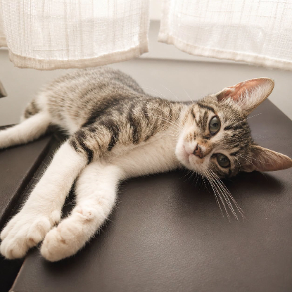 Adopter Stiky