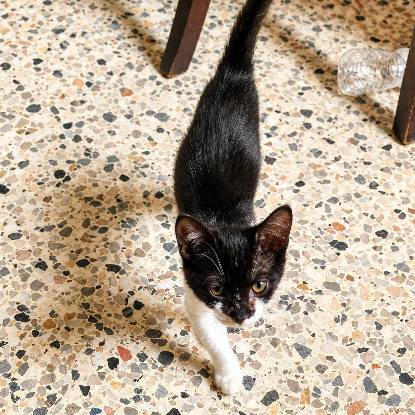 Adopter Rose