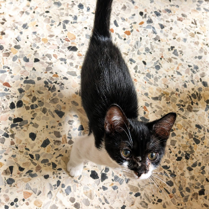 Adopter Rose