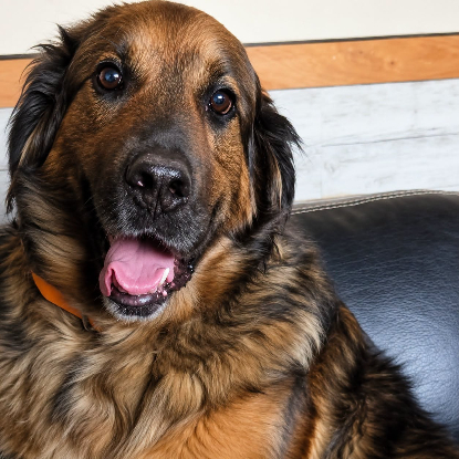 Adopter Olaf