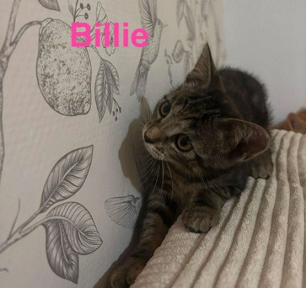 Adopter Billie   a réserver