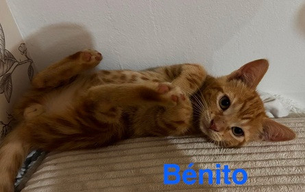 Adopter Benito  a réserver