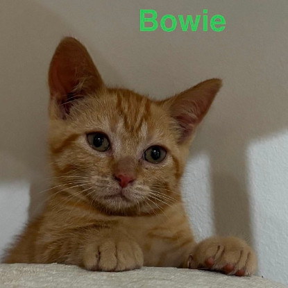 Adopter Bowie  a réserver