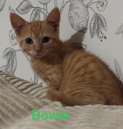 Adopter Bowie  a réserver