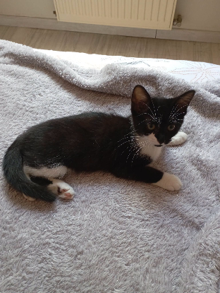 Adopter Bao