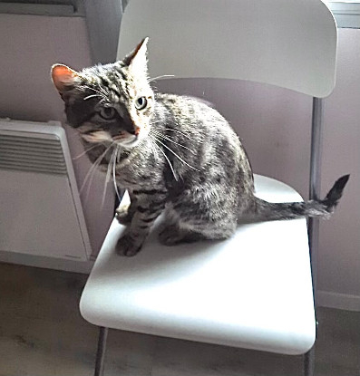 Adoption Doudou