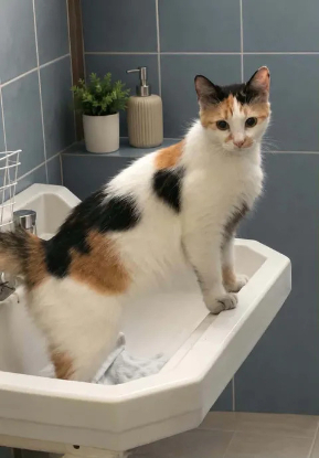 Adopter Finette