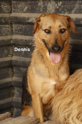Adopter Dennis