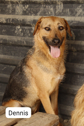 Adopter Dennis