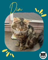 Adopter  chat : Din