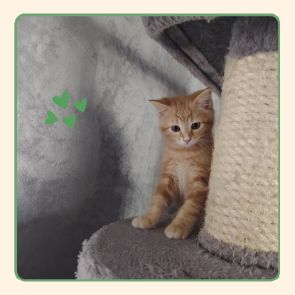 Adopter Pêche