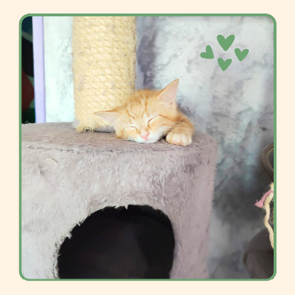 Adopter Pêche