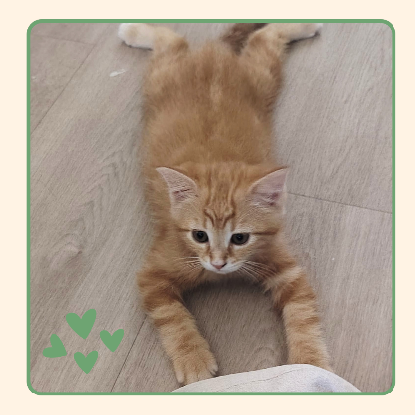 Adoption Pêche