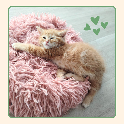 Adoption Pêche