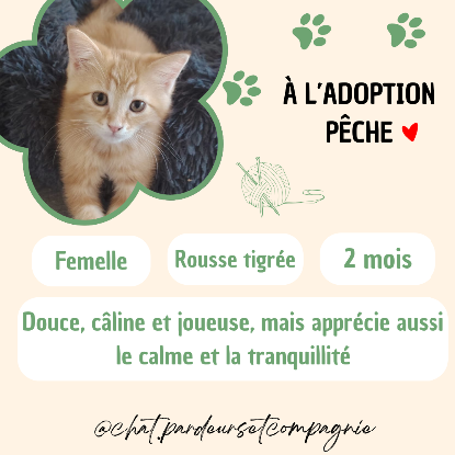 Adopter Pêche