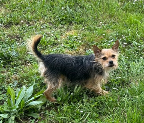 Adopter Ola