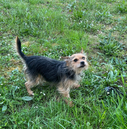 Adoption Ola