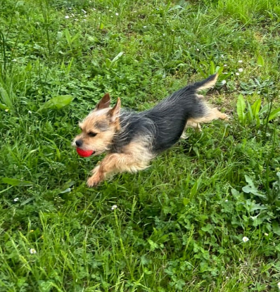 Adoption Ola