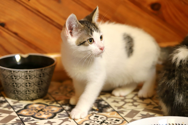 Adopter Ado