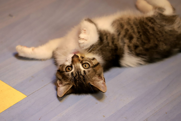 Adopter Argus