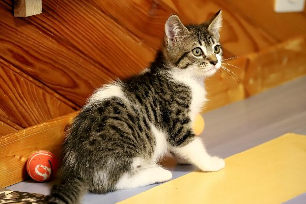 Adopter Argus