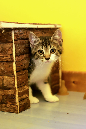 Adoption Argus