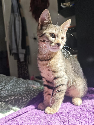 Adopter Boréas