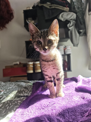 Adopter Boréas