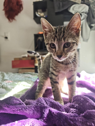 Adopter Boréas