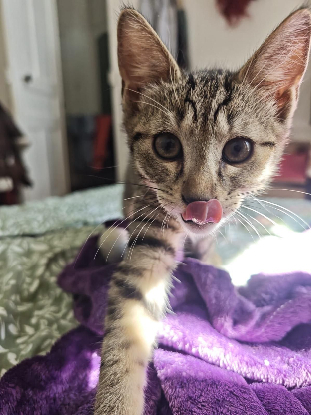 Adoption Boréas