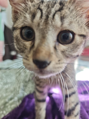 Adoption Boréas