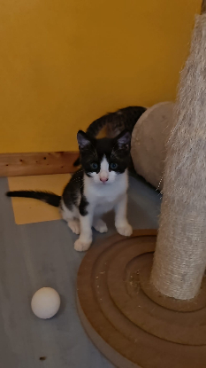 Adopter Piko