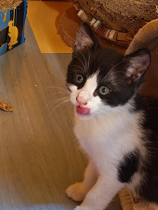 Adopter Piko