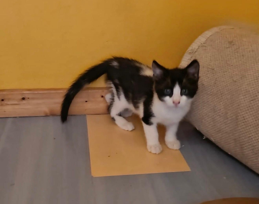 Adoption Piko