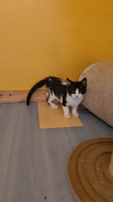 Adoption Piko